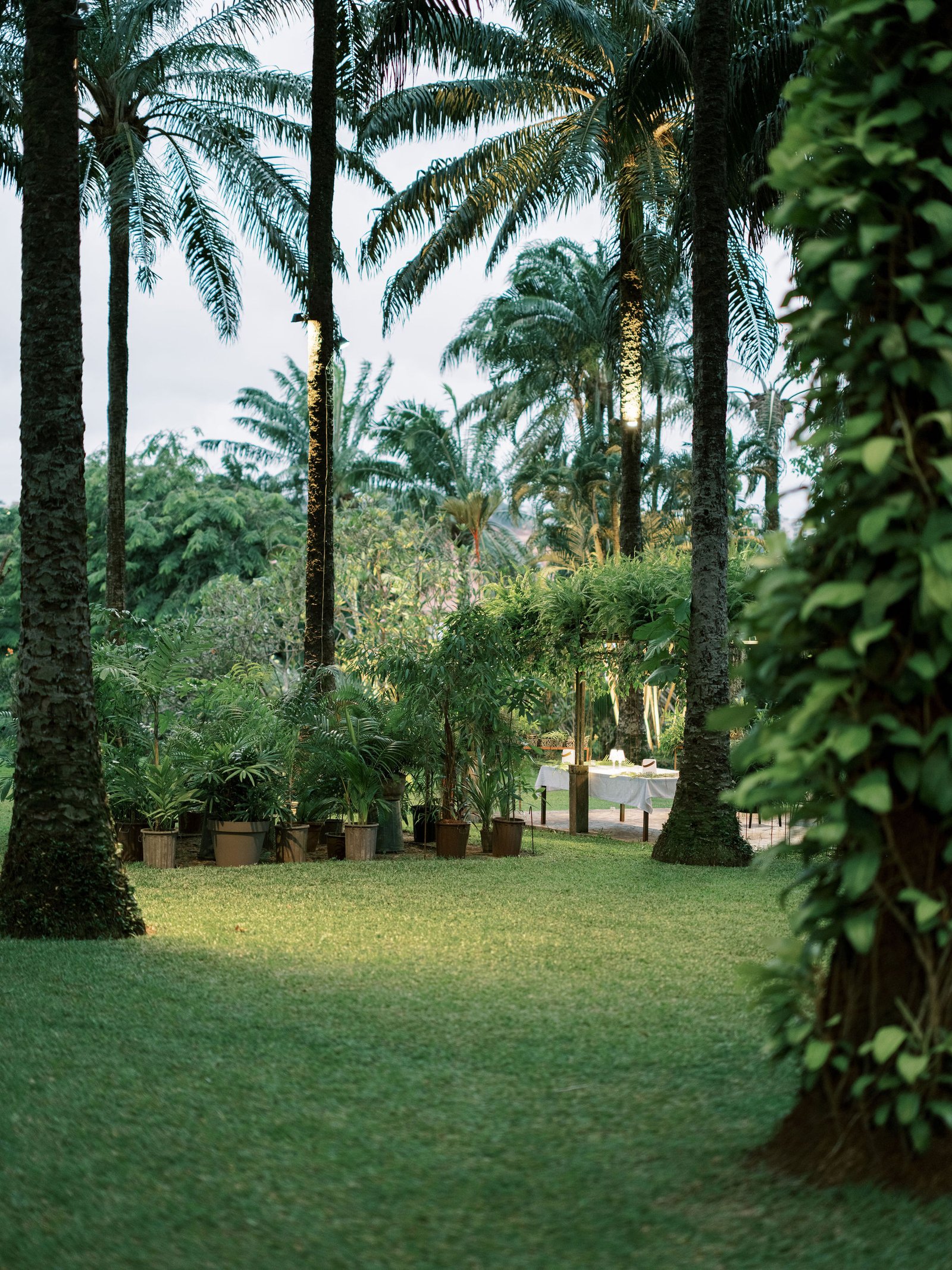 Private villa tropical garden with palm trees in Abidjan, Ivory Coast, at golden hour