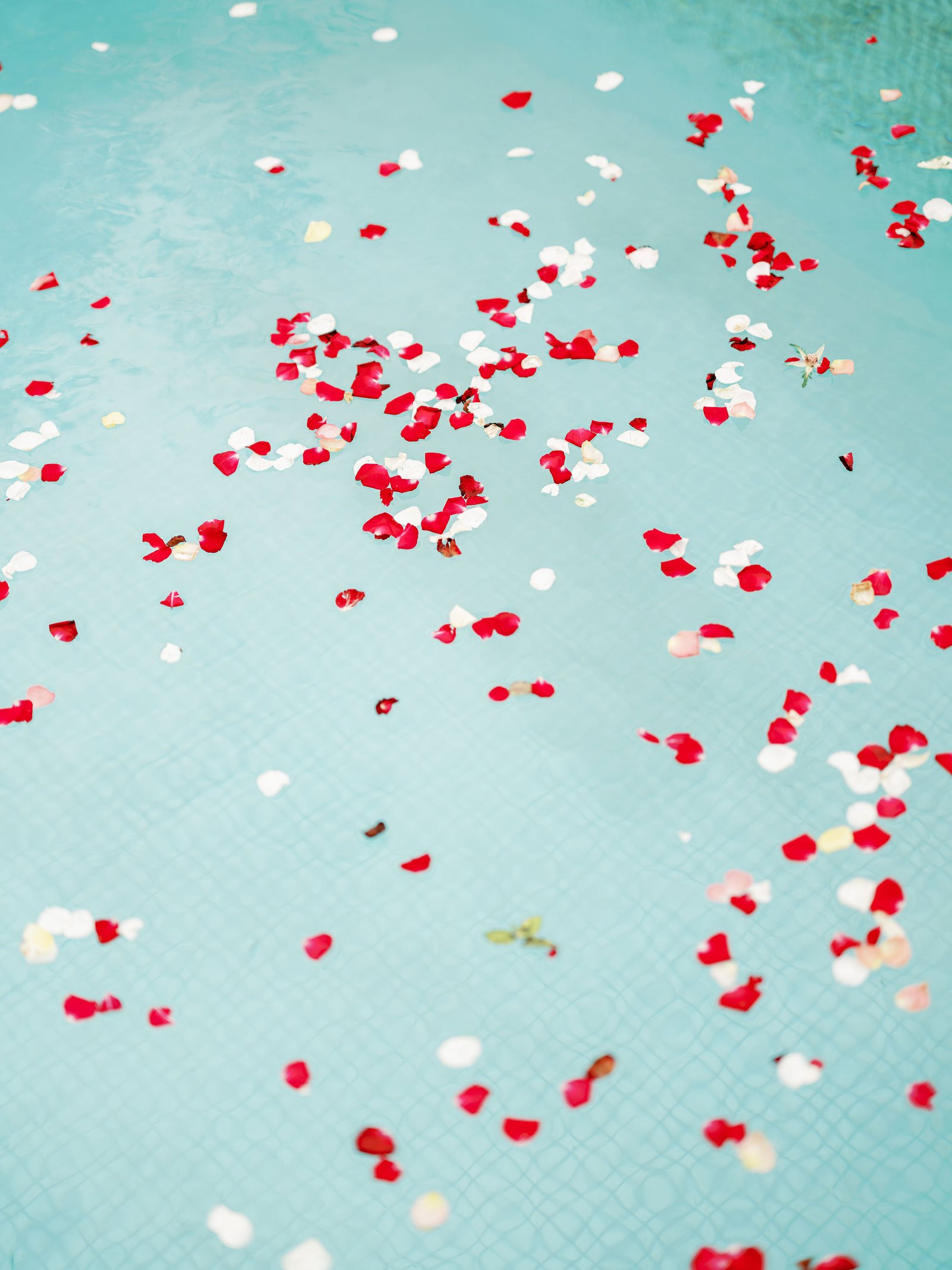 Rose petals floating on a villa pool at an intimate Abidjan evening celebration